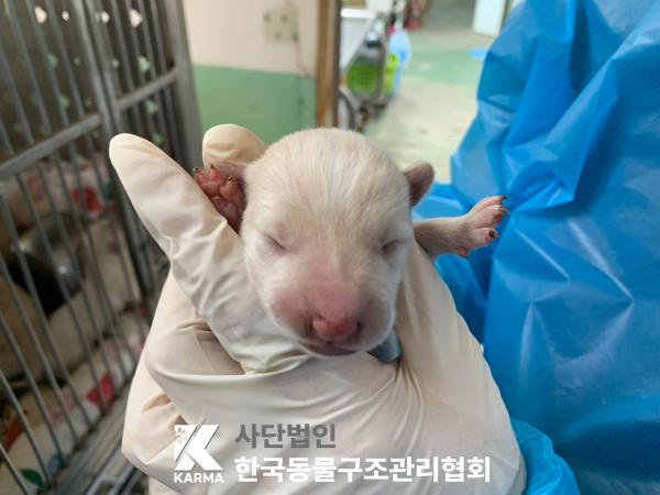 한국동물구조관리협회_441406202500218